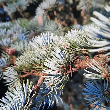 L'essongere Oda ve Kahvaltı